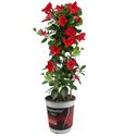 Afbeelding van Kp19 Sundaville Piramide Rood